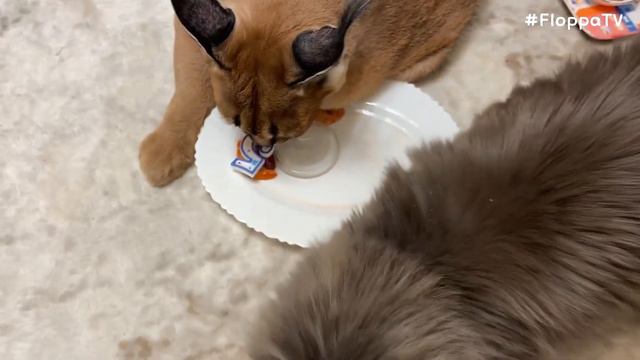 Big Floppa Had a Good Birthday Dinner : Caracal смотреть онлайн