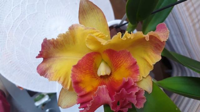 Цветущие каттлеи: Cattleya Wolkerinter Rlc. Chomthong Delight Rlc. Hsinying Scarlet 'Cherry' смотреть онлайн