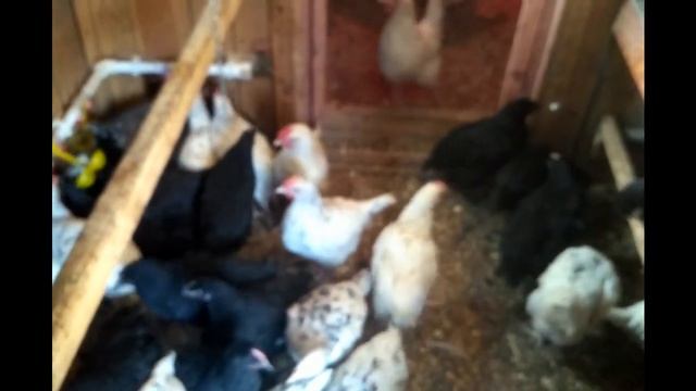 1,5 месяца цыплятам Пушкинская и Австралорп. Сезон 2020./Pushkinskaya and Australorp 1.5 months. смотреть онлайн