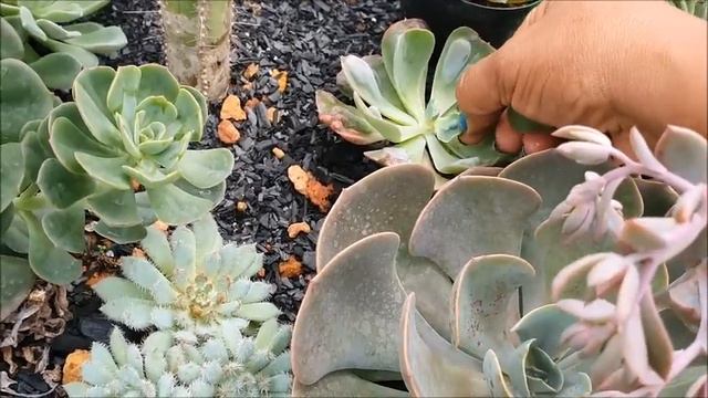 PERDÍ MINHA ECHEVERIA BEYONCÉ E GANHEI NÃO SEI QUEM.😭😭😭 смотреть онлайн
