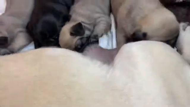 Щеночки Мопсика 2 недели кушают смотреть онлайн