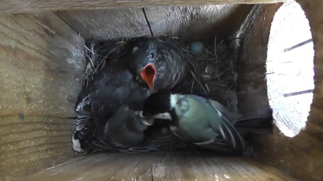 Baby Cuckoo Attacks Mother TiT for not feeding Food | brood parasitism | Cuckoo in nest смотреть онлайн
