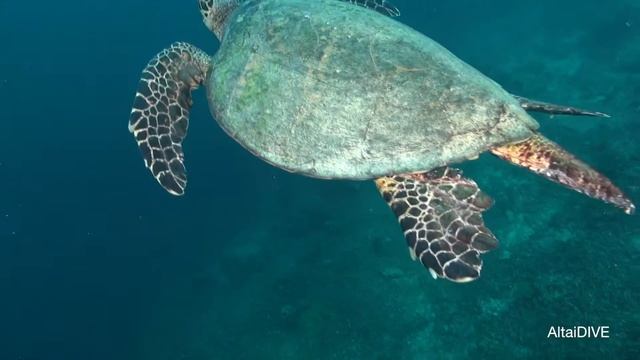 Сипадан - остров черепах смотреть онлайн