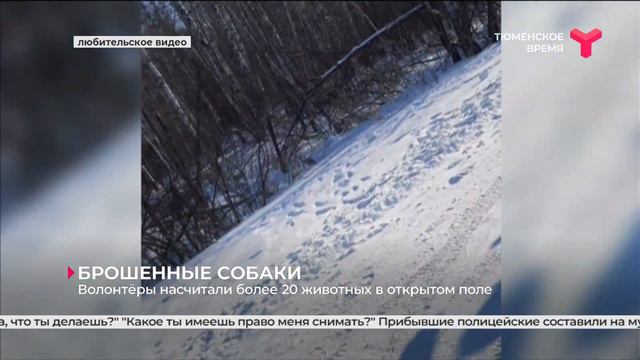 Более 20 собак в открытом поле оставили неизвестные | Исетский район смотреть онлайн