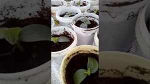 Как досвечиваем рассаду огурцов