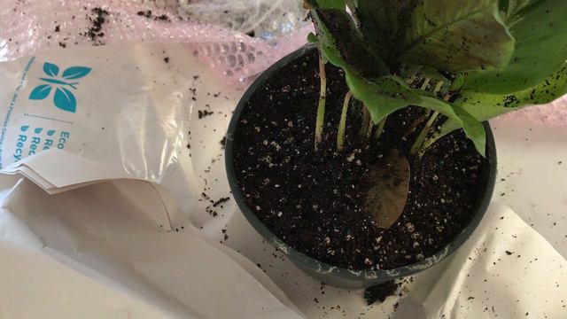 Calathea Maui Queen | New Calathea Unboxing смотреть онлайн
