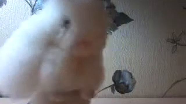 Обзор на спиннер и зайку брелок смотреть онлайн