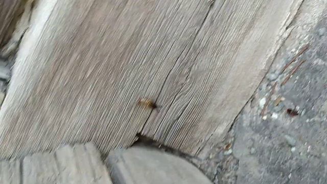 Убийца двухвосток. Лучшее средство от двухвосток смотреть онлайн