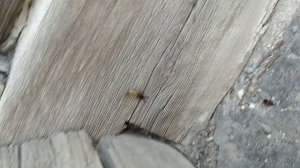 Убийца двухвосток. Лучшее средство от двухвосток