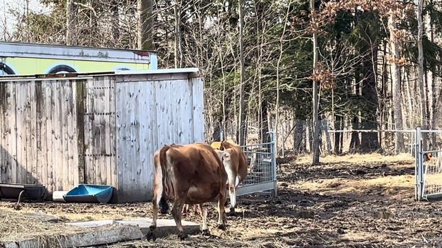 Развлекательное видео! Элвис первый раз на улице!