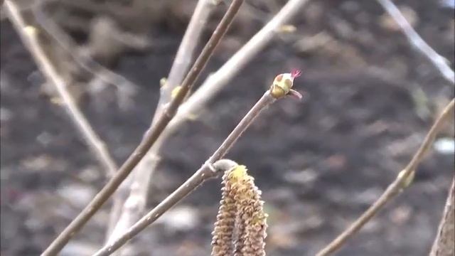 Цветение лещины на Урале. смотреть онлайн