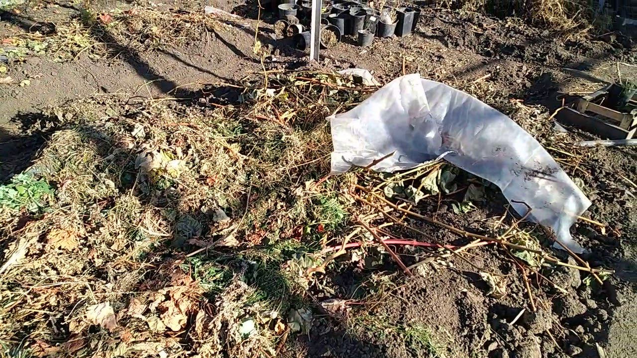 Надёжный способ укрытия винограда на зиму смотреть онлайн