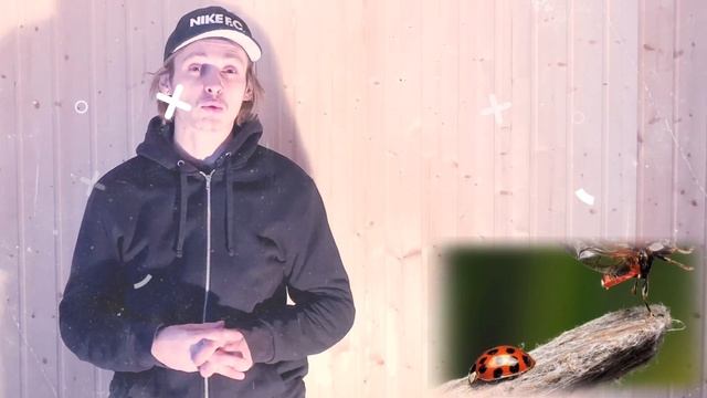 ЗАЧЕМ БОЖЬЕЙ КОРОВКЕ ПЯТНА | почему божья коровка так называется смотреть онлайн
