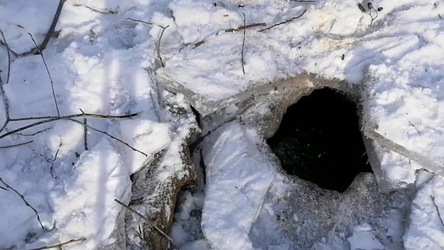 Жду штраф за вырубку сухостоя и валежника. смотреть онлайн