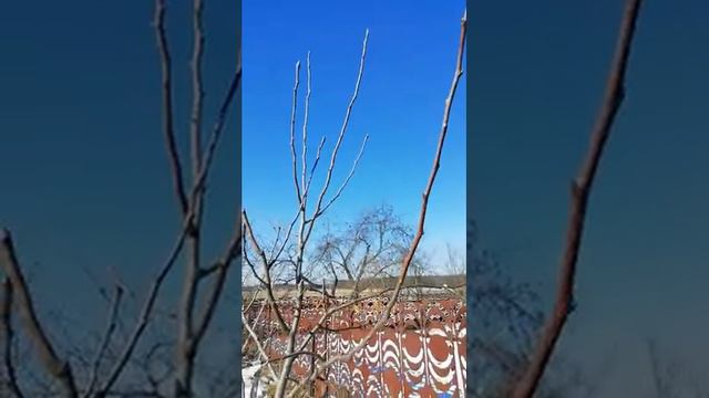 формировка груши смотреть онлайн