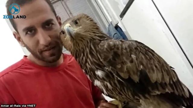 Golden eagle soars from Egypt to Israel with an unfortunate handicap смотреть онлайн