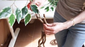 Как сделать искусственное дерево мастер-класс. Искусственный фикус для интерьера своими руками