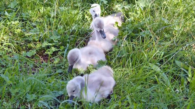 Wild Babies 4K - Amazing World Of Young Animals | Scenic Relaxation Film