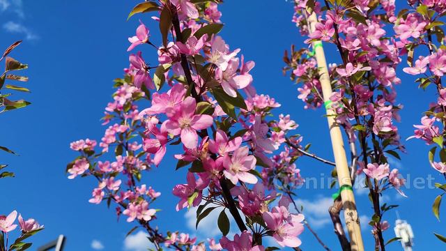 Весна в Обнинске. Площадь возле Дуба