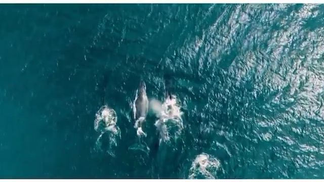 КИТЫ ИНДИЙСКОГО ОКЕАНА/ ДАЙВИНГ С КИТАМИ/ Киты Мадагаскара / Whales in Indian Ocean смотреть онлайн