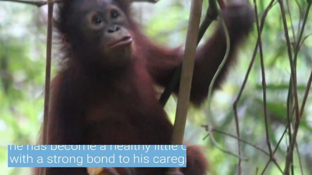 Baby Orangutan Damai is Growing Up 🦧🌳 | FOUR PAWS Australia смотреть онлайн