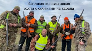 Загонная коллективная охота с собаками на кабана