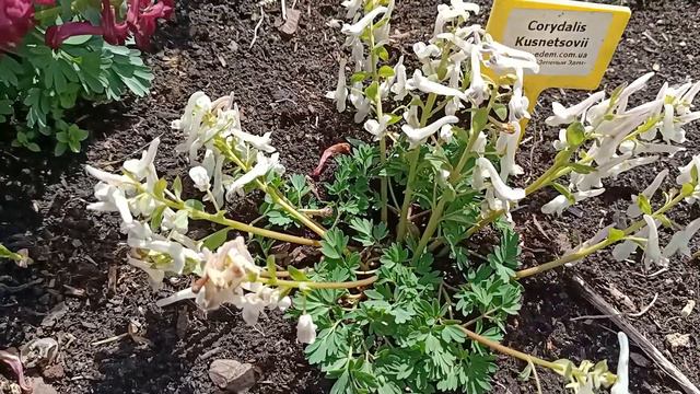 Corydalis Kusnetzovii. Хохлатка Кузнецова. смотреть онлайн