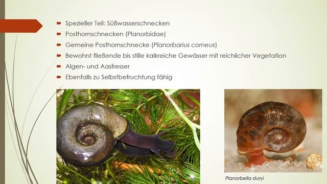 Einheimische Schnecken und Muscheln im Garten 3 смотреть онлайн