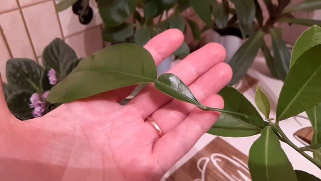 ЛИМОН LUMIA или Грушевидный от Сергея Маринкова