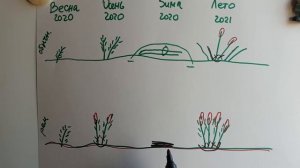 Разница в формировании обычных и ремонтантных сортов ежевики