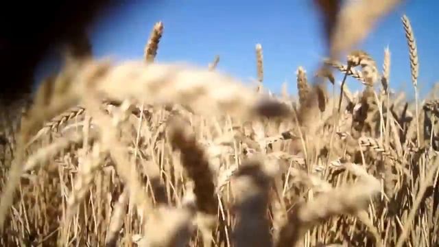 Колосья видео смотреть онлайн