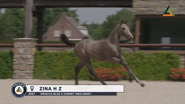 Zina H Z (Zirocco Blue x Cornet Obolensky), filly, born 23-3-2021 смотреть онлайн