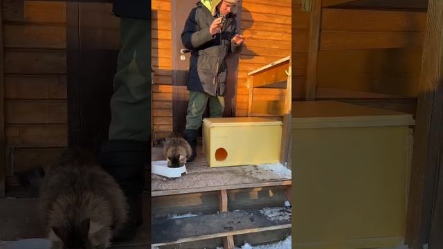 Как приучить кота к домику? смотреть онлайн