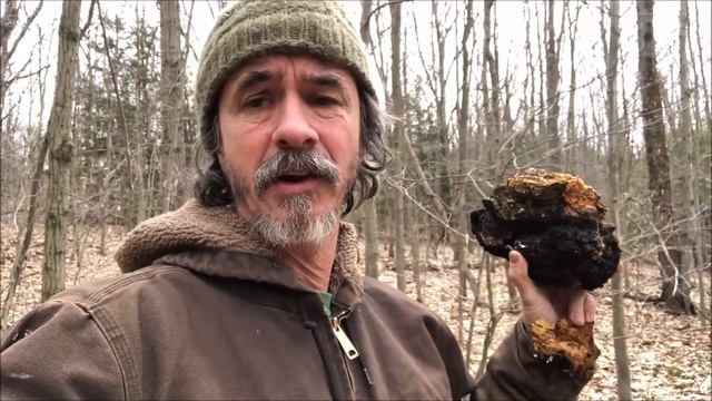 How to remove Chaga Mushroom the easy way (Bigfoot Community President) смотреть онлайн