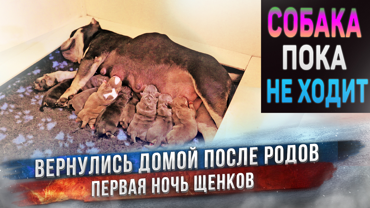Как щенки проживут первую ночь? ? смотреть онлайн