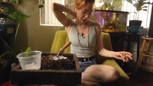 Alocasia Rehab | How to Bring Your Elephant Ear Plant Back to Life смотреть онлайн