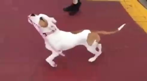 Самостоятельная собака смотреть онлайн