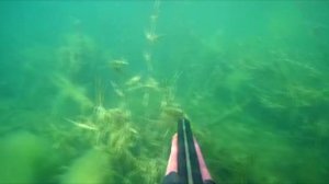 САМОДЕЛЬНОЕ МОЩНОЕ ПОДВОДНОЕ РУЖЬЕ ПОДВОДНАЯ ОХОТА НА КАРПА