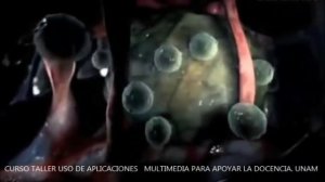 6 ЖИВОТНЫХ, КОТОРЫЕ ЕДЯТ МОЗГИ. Зомби Чез