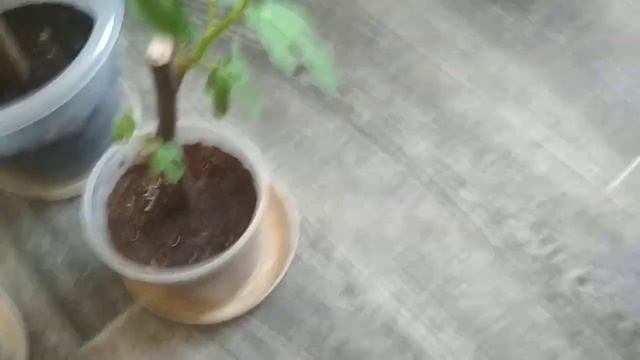 Инжир Кадота - моя первая попытка вырастить инжир в Самарской области смотреть онлайн