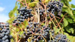 Виноград Агат Донской