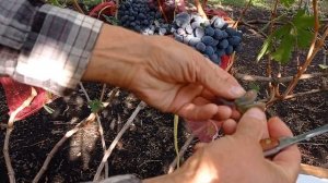 Виноград кишмиш Сказка 2021г.