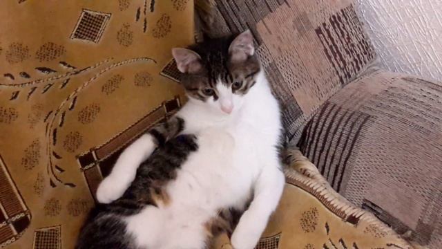 БЛАТНОЙ КОТ))) смотреть онлайн