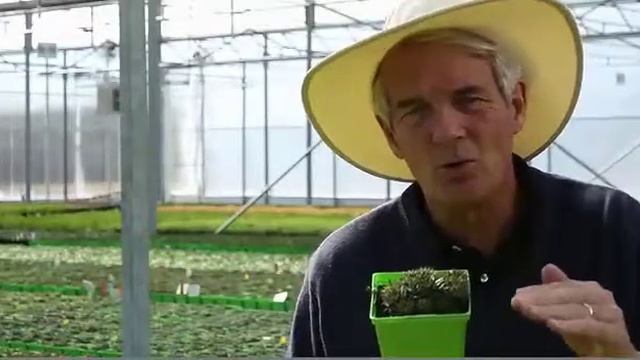 Sempervivum tectorum 'Saturn' - Hens and Chicks смотреть онлайн