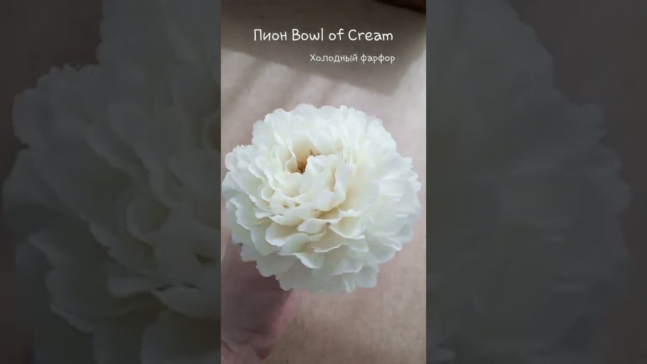 Пион Bowl Of Cream из холодного фарфора. Анна Крахина.