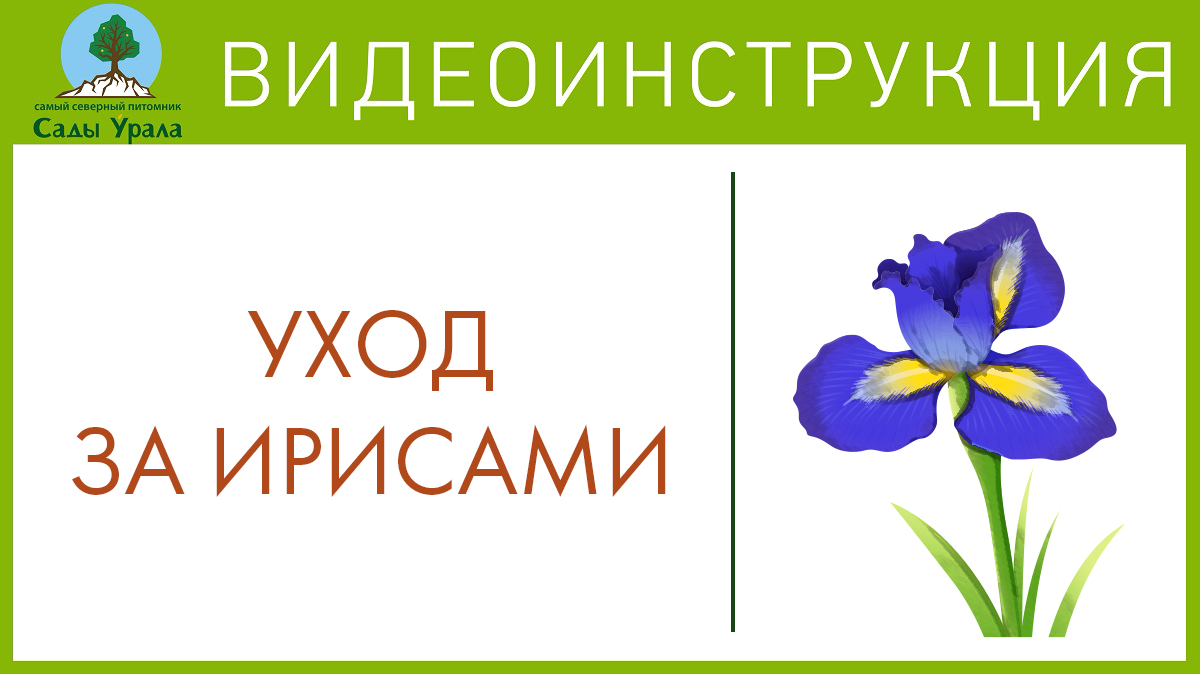 Агротехника бородатых карликовых ирисов. Сады Урала. Телепередача Земля Уральская. Архив 2011 год смотреть онлайн