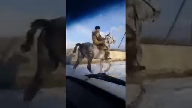 Жеребец на продажу иноходец 160000 тысяч смотреть онлайн