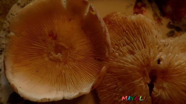 Рядовки Бывают Разными Матрешка Рядовка Красная смотреть онлайн