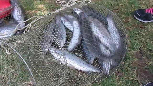 Fishing Forel at Dafna смотреть онлайн