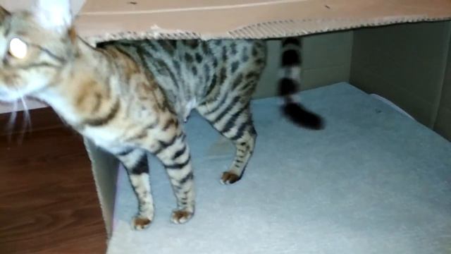 В гостях у бенгальских котят😻😻😻